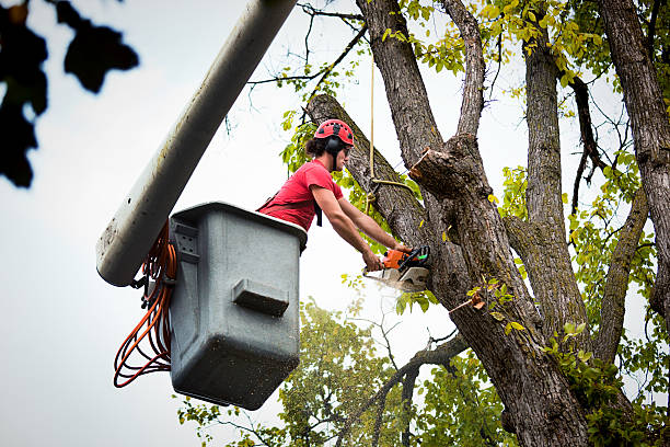 Best Commercial Tree Services  in Pho, IL